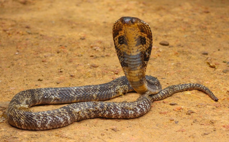 Walterinnesia aegyptia
