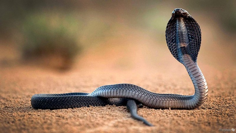 Чёрная мамба Dendroaspis polylepis