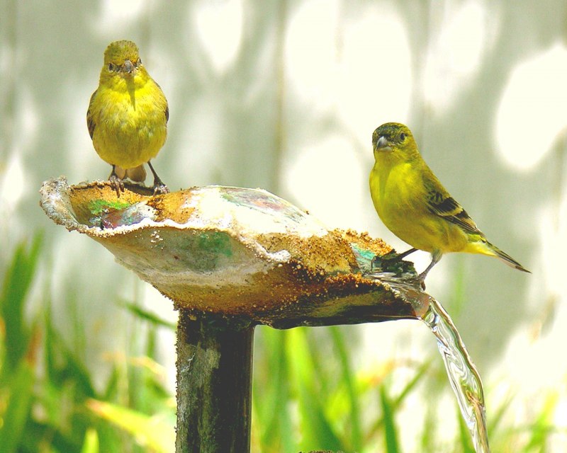 American Yellow Warbler