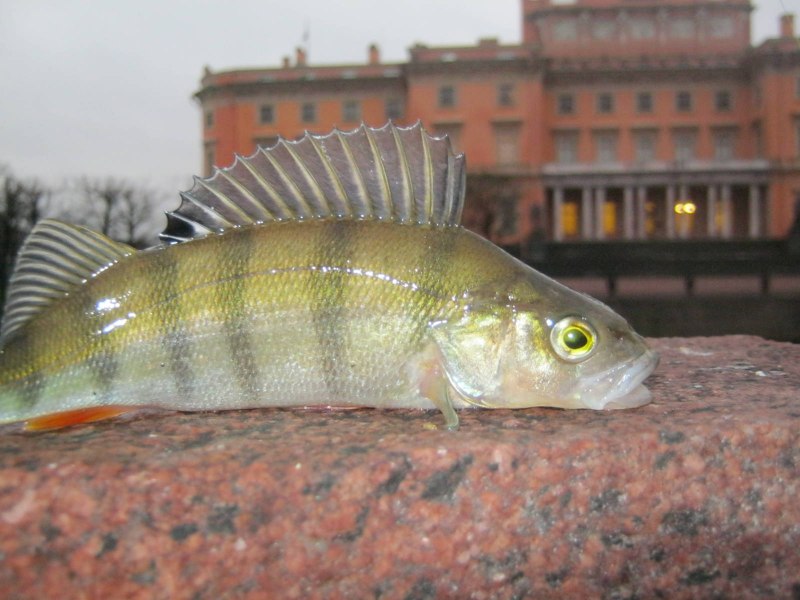 Цихла Монокулус