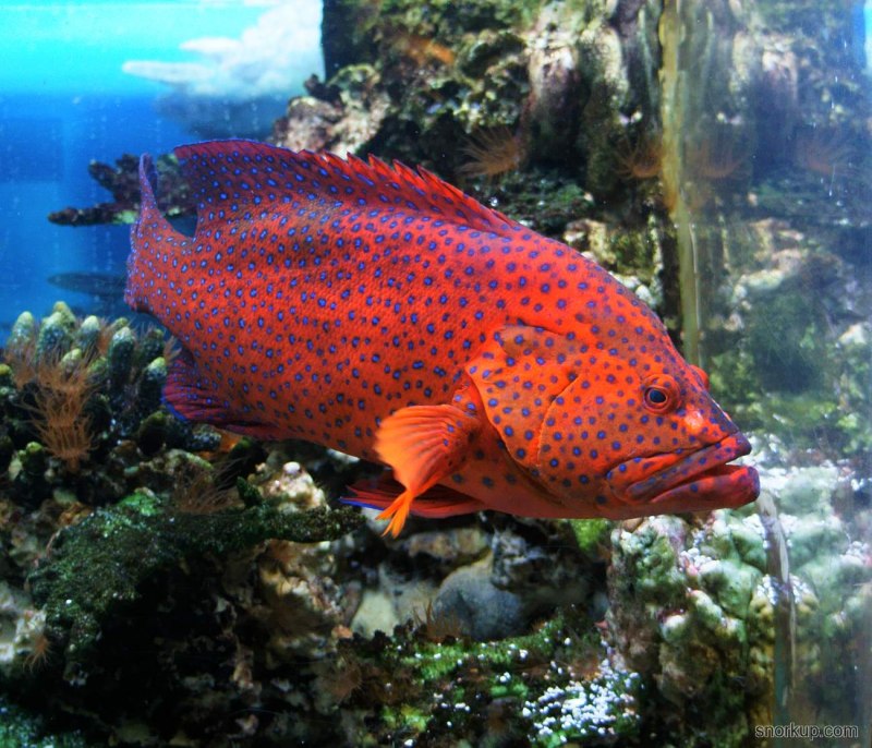 Centrarchus macropterus