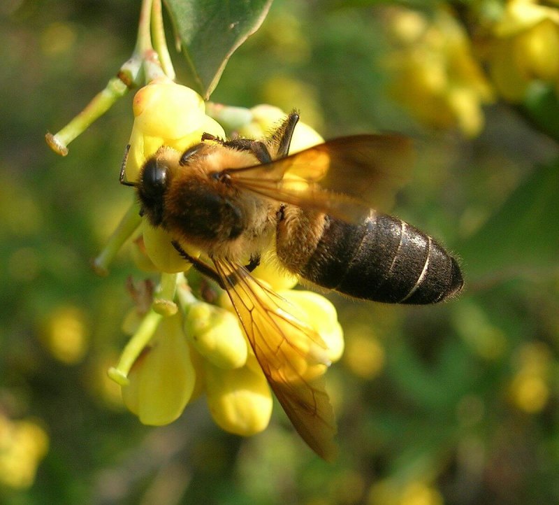 Гималайская медоносная пчела (60 фото)