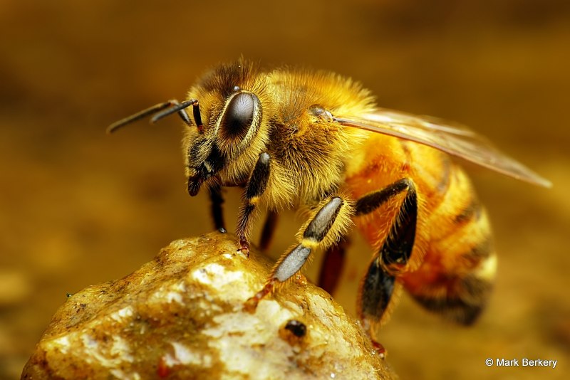 APIS mellifera