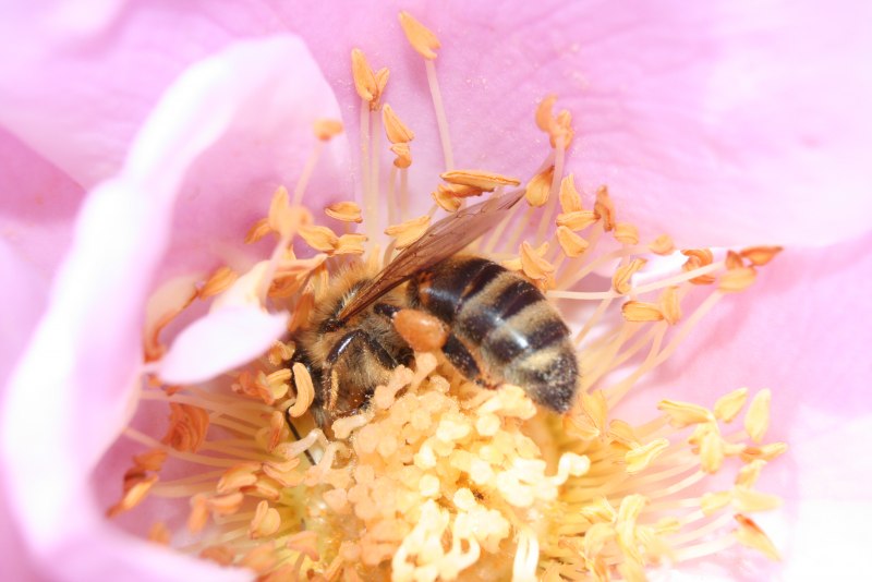 Flying Bee