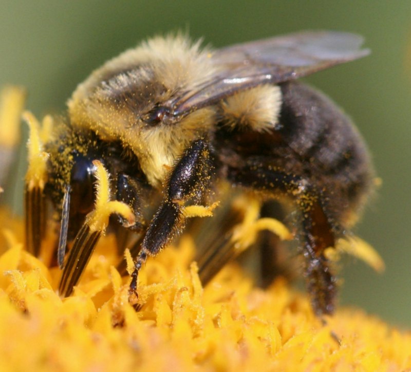 Megachile пчелы