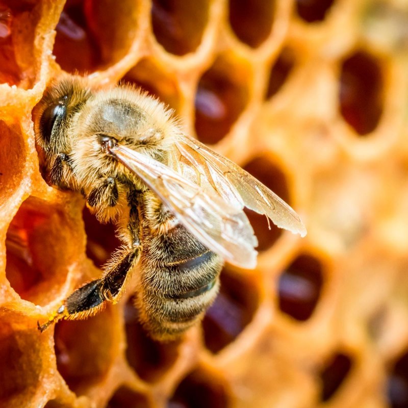 Honey and Bee nature