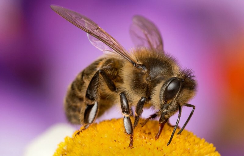 APIS mellifera lamarckii