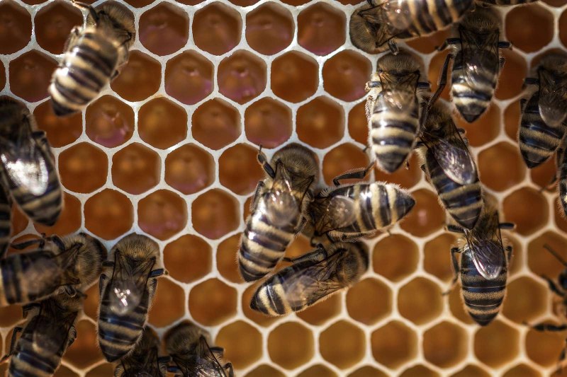 Пчелиная пыльца (Bee pollen)