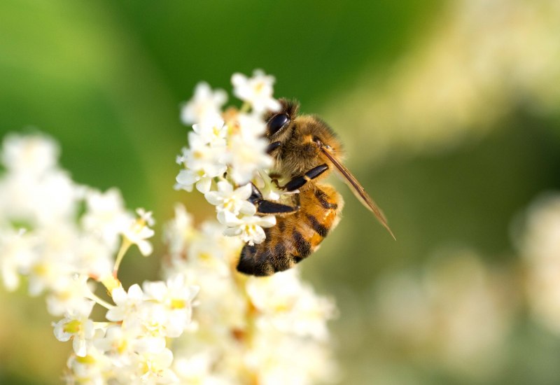 Honey Bee