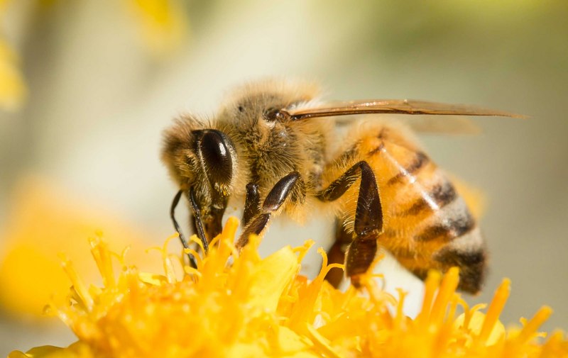 Пенка Honey Bee