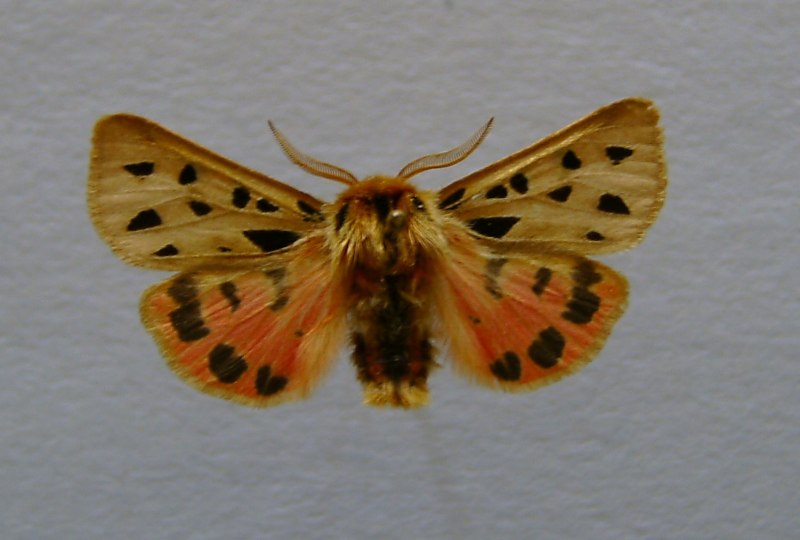 Медведица пятнистая Chelis maculosa (gerning, 1780)