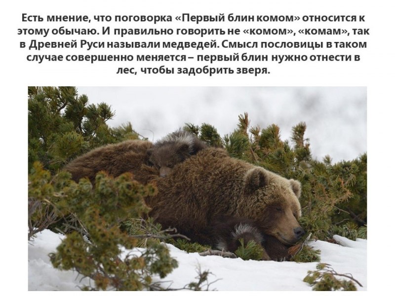 Игорь Шпиленок медведи Камчатки