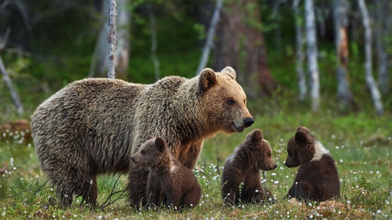 Семейство Медвежьи (Ursidae)