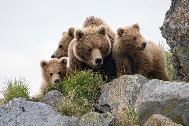 Земля медведей (Terre des ours) {д/ф, 2013}
