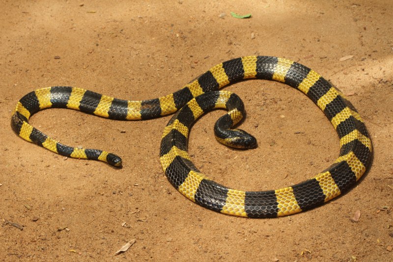 Ленточный крайт змея (72 фото)