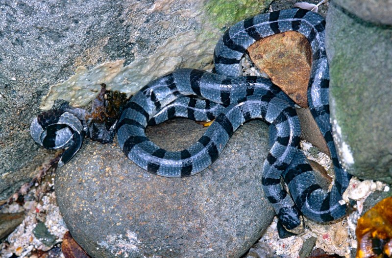 Wallpapers Bungarus magnimaculatus