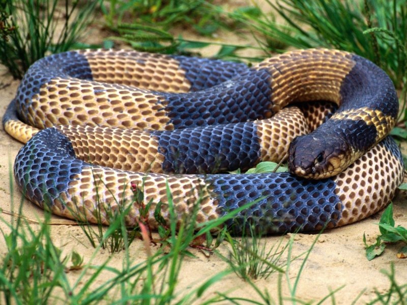 Bungarus caeruleus