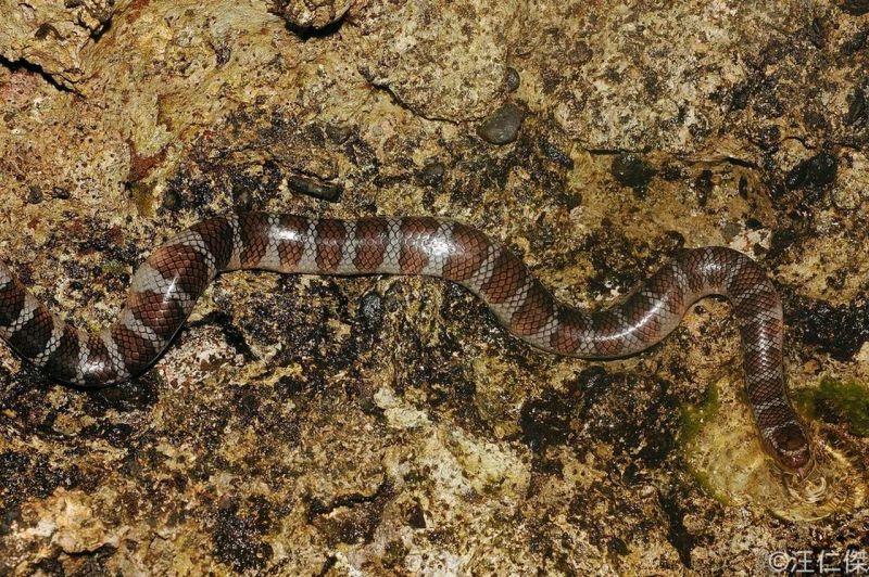 Hydrophis spiralis