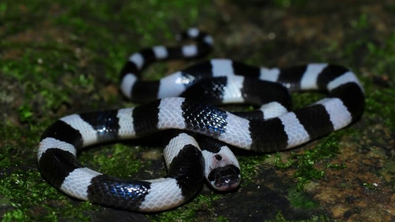 Полосатый Лесной уж (Amphiesma stolatum)
