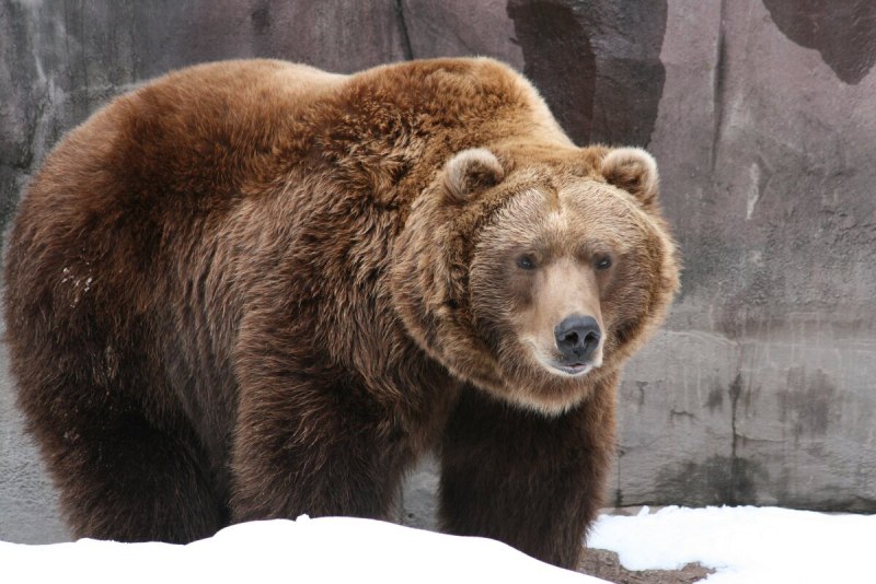 Бурый медведь (лат. Ursus arctos)