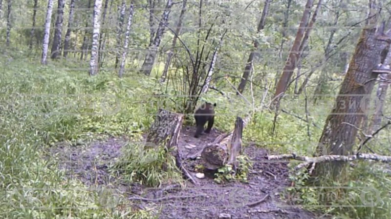 Медведь в Тогучинском районе