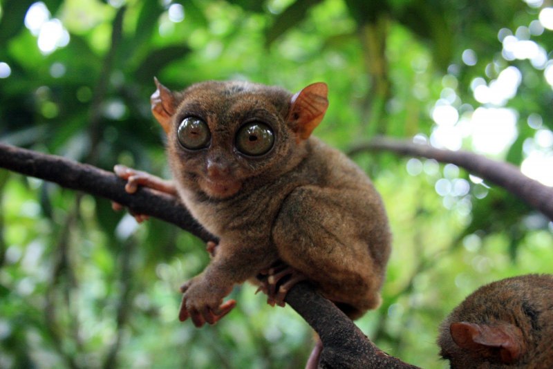 Tarsius pumilus (карликовый долгопят);