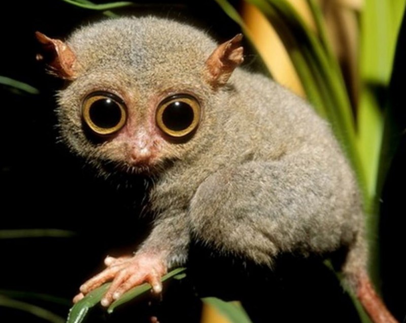  Долгопят Диана (Tarsius dentatus)