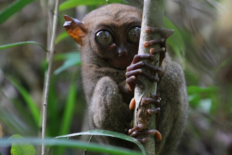 Филиппинский лемур-долгопят (Tarsier)