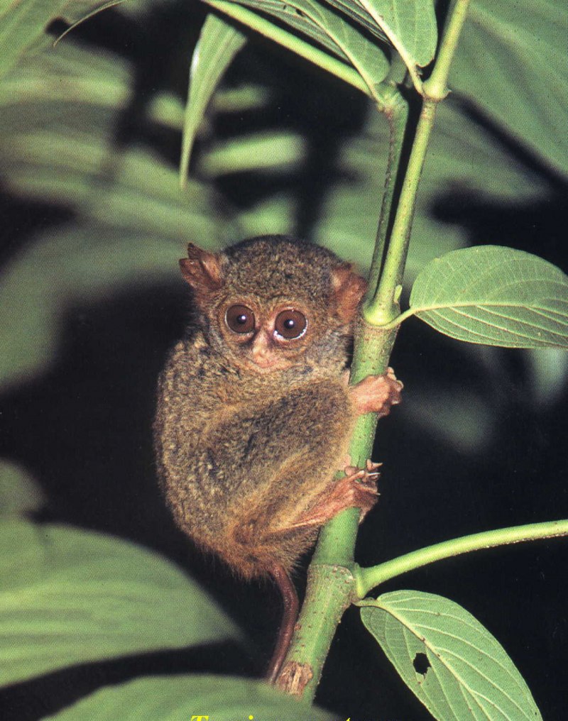 Tarsius Tarsier
