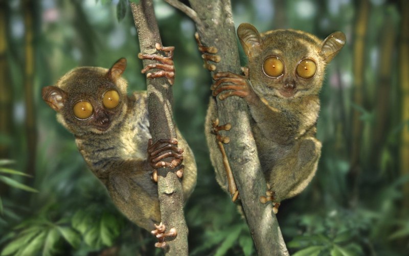 Tarsius syrichta