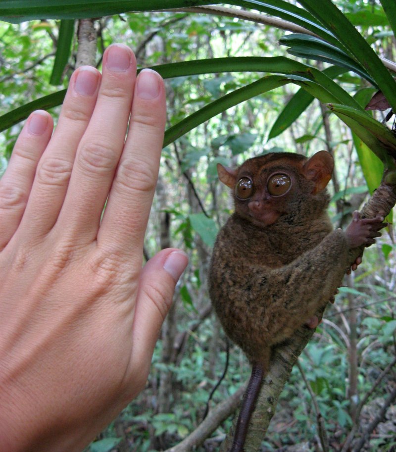 Tarsius pumilus (карликовый долгопят);