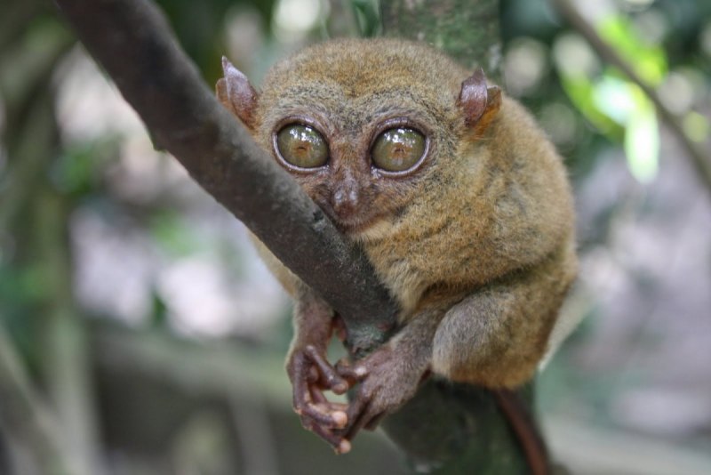  Долгопят Диана (Tarsius dentatus)
