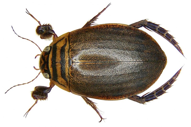 Полоскун бороздчатый Acilius sulcatus