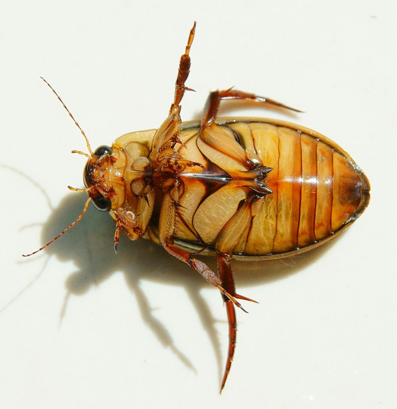 Dytiscus marginatus