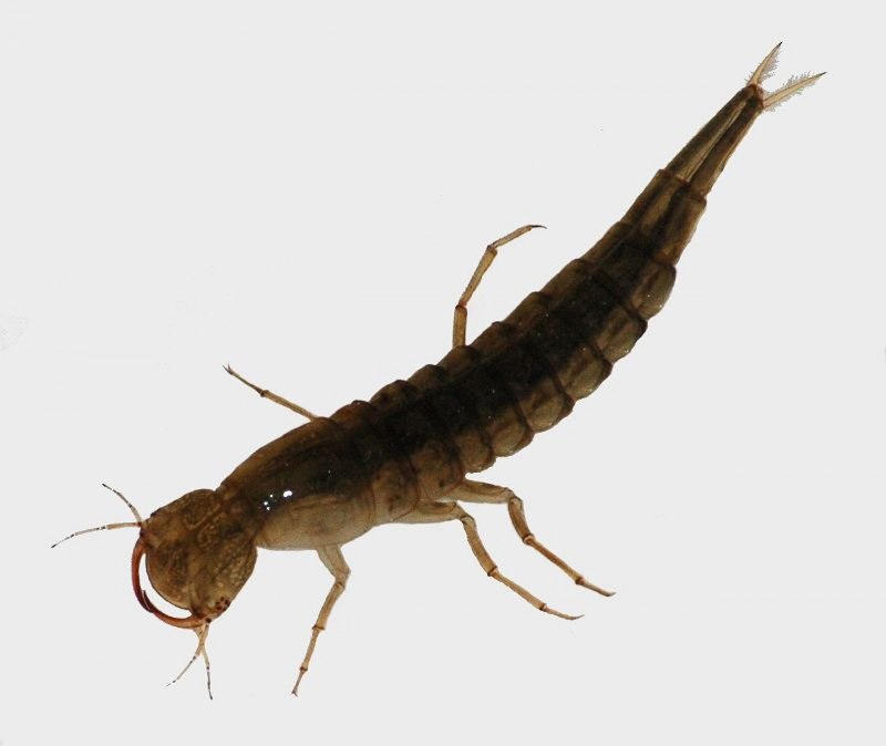 Dytiscus marginalis - Larva
