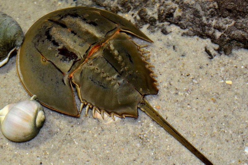 Мечехвост Limulus Polyphemus