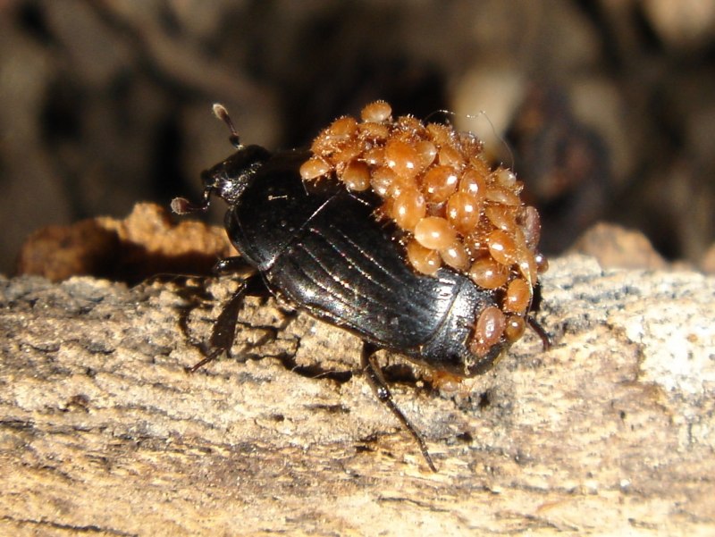 Жук Colaspis flavida