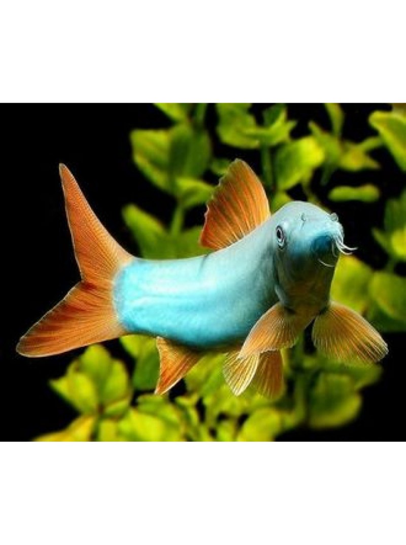 Боция Бердмора (Syncrossus berdmorei)