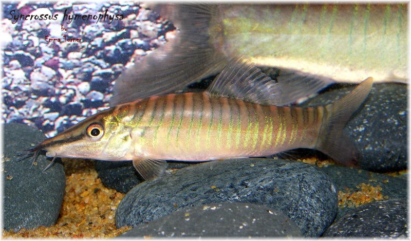 Yasuhikotakia