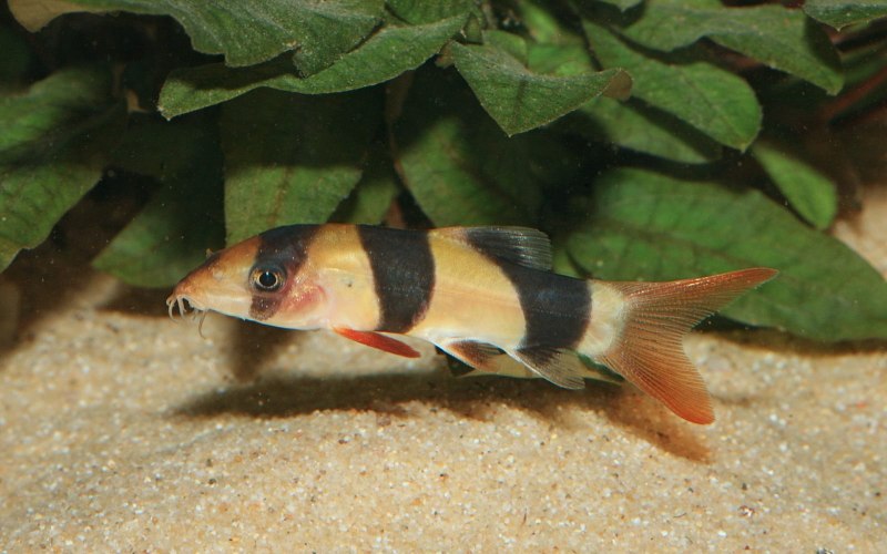 Botia Helodes