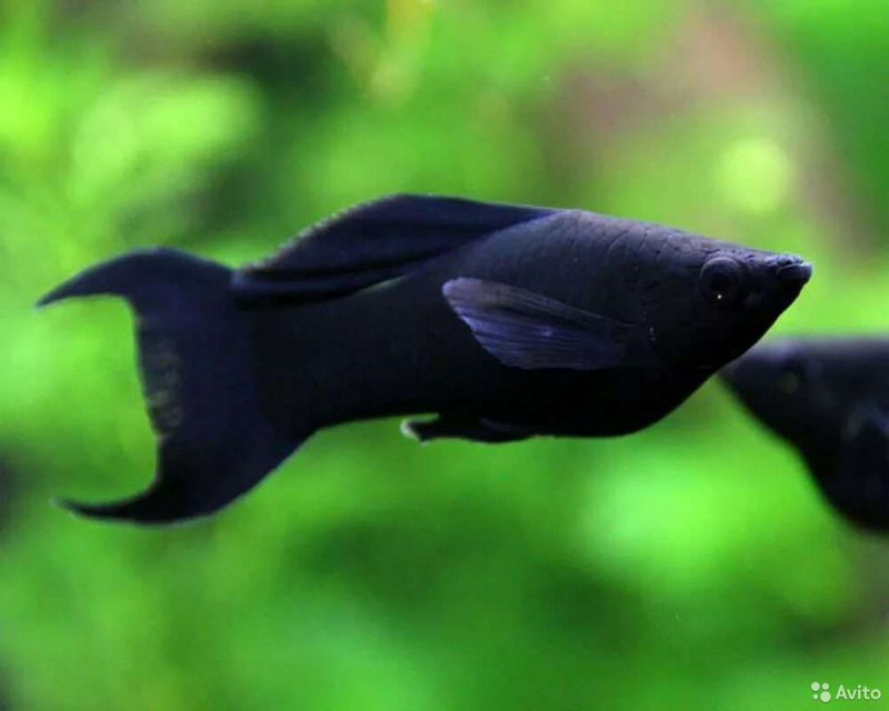 Чёрная Молли (Моллинезия)