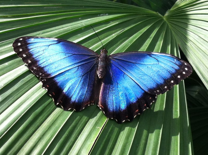 Морфо пелеида бабочка (64 фото)