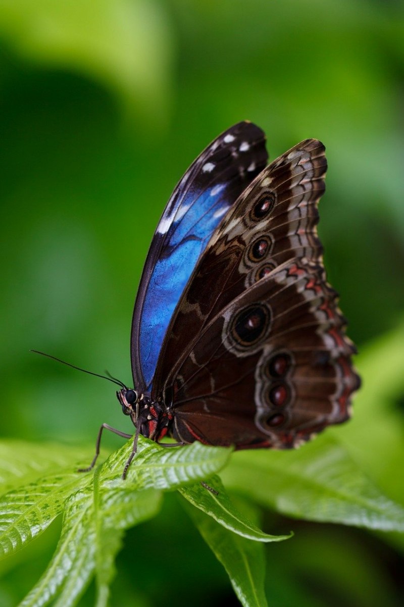 Morpho peleides