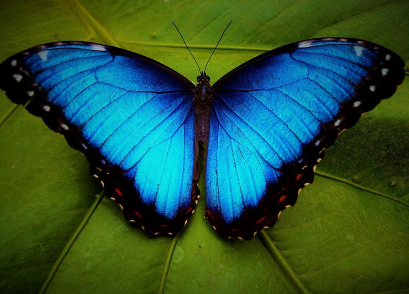 Morpho helenor