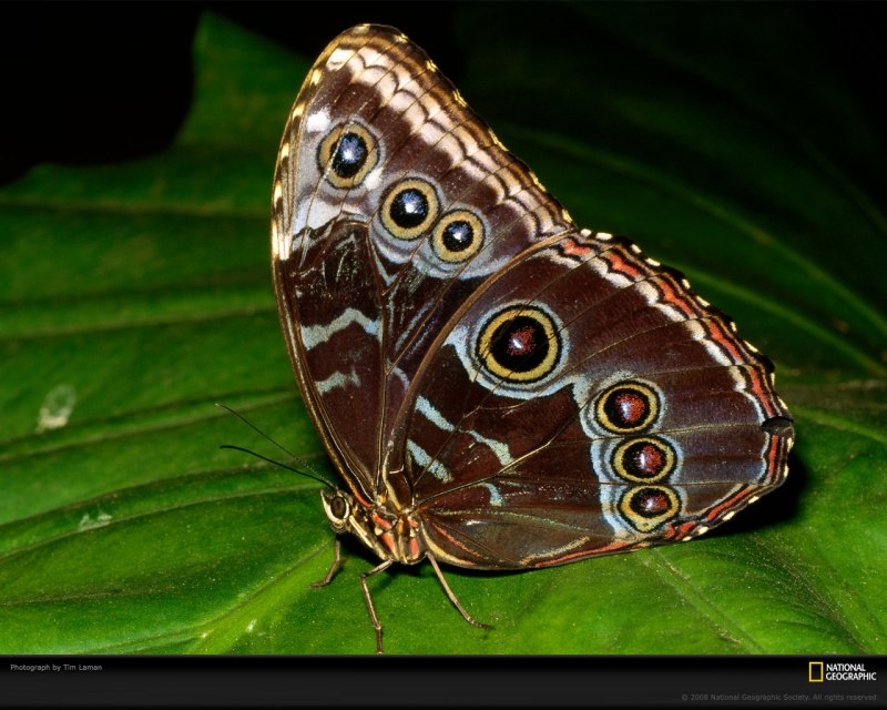 Голубая МОРФА (Morpho peleides)