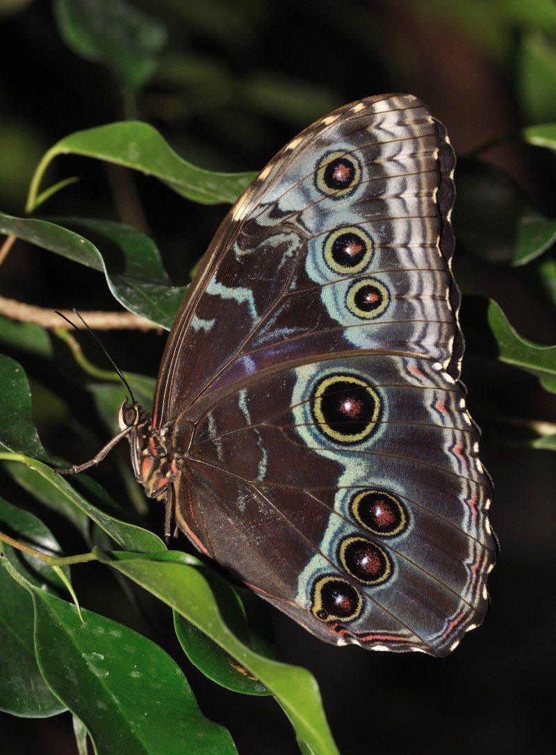 Morpho peleides