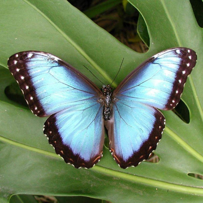 Парусник Улисс (Papilio Ulysses)