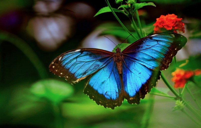 Morpho CYPRIS