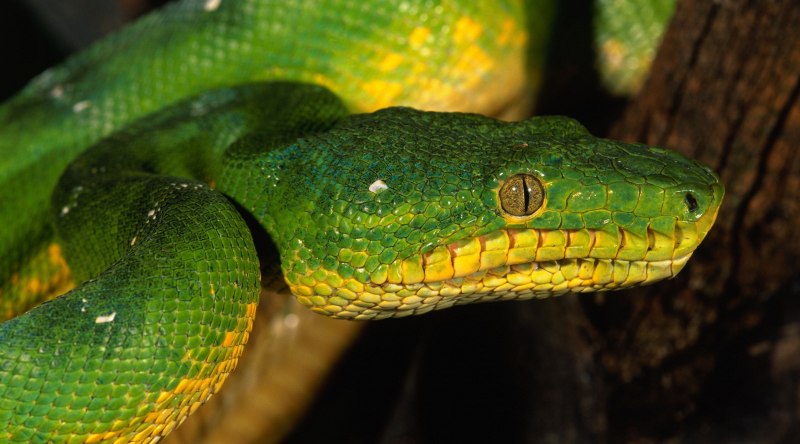 Анаконда eunectes beniensis