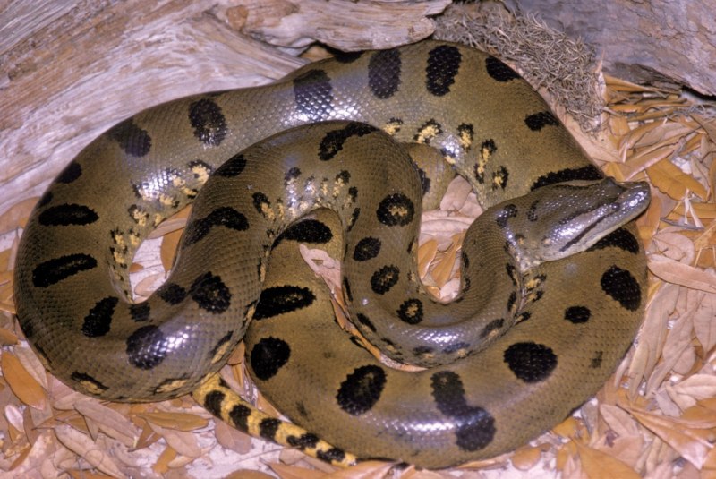 Green Anaconda (eunectes murinus)